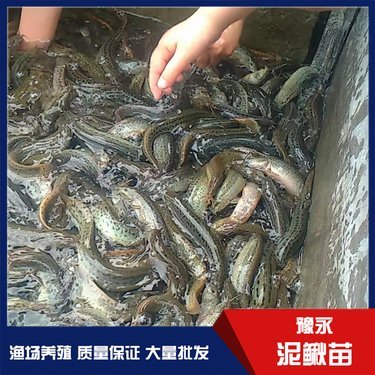 永城市豫永水產(chǎn)品養(yǎng)殖專(zhuān)業(yè)合作社