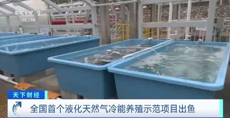 陸地建起"海洋牧場(chǎng)"!全國(guó)首個(gè)液化天然氣冷能養(yǎng)殖示范項(xiàng)目出魚(yú)