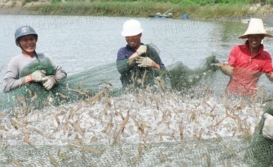 廣西欽州市欽南區(qū)開(kāi)放式無(wú)公害水產(chǎn)養(yǎng)殖效益好_水產(chǎn)快訊(水產(chǎn)養(yǎng)殖)_中國(guó)水產(chǎn)養(yǎng)殖網(wǎng)