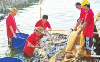 內(nèi)地養(yǎng)殖水產(chǎn)品供港澳經(jīng) 六大關(guān) 嚴(yán)把質(zhì)量,這家中山水產(chǎn)進(jìn)出口公司堅(jiān)守 養(yǎng)好一條魚(yú) ...