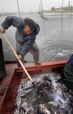 圖文:白洋淀局部水域恢復(fù)水產(chǎn)養(yǎng)殖(1)